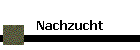 Nachzucht