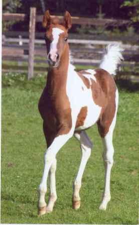 Nasran